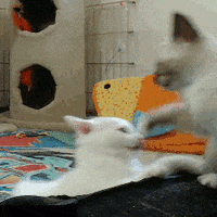 tag re GIF