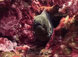Marine Biology Ocean GIF