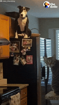 Cat Dog GIF by The Dodo