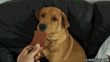 dog disgust GIF by Cheezburger