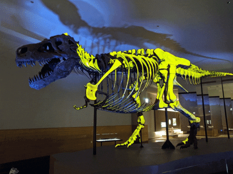 FMNH giphyupload chicago dinosaur museum GIF