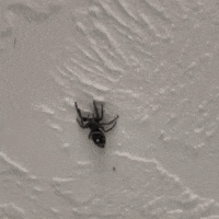 Summer Spider GIF