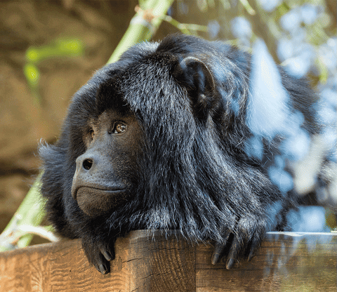 danijelmihajlovic giphyupload GIF