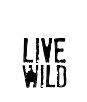 Live Sticker by Soliści #dreamsintomemories