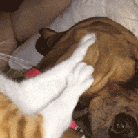 Cat Lol GIF by America's Funniest Home Videos