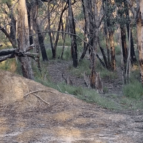 Emu Chases After Kangaroos