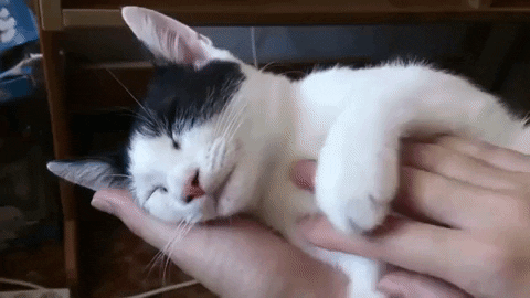 Migatapersa giphygifmaker gato prefiere a una persona GIF