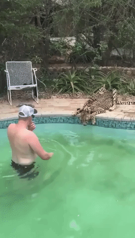 Tourist Pets Cheetah as it Takes a Sip From the Pool