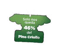 PinoCriollo pino criollo pinocriollo pinus occidentalis Sticker