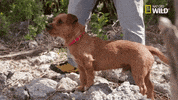 pupparazzi puppy potty face GIF by Nat Geo Wild