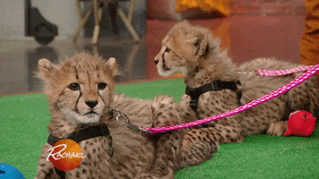 baby animal cat GIF by Rachael Ray Show