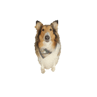 Border Collie Dog Sticker by Weld Realty