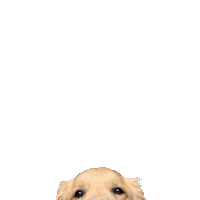 Happy Golden Retrievers Sticker by Waggin’ Tails