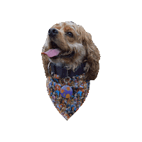 Cocker Spaniel Princess Sticker by Geekster Pets