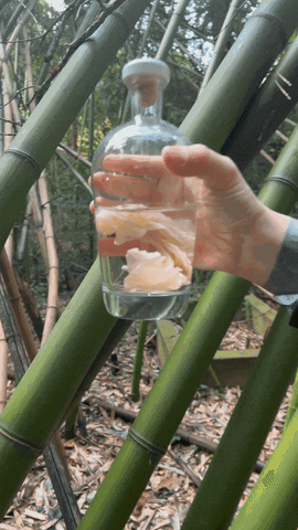 gastona giphyupload GIF