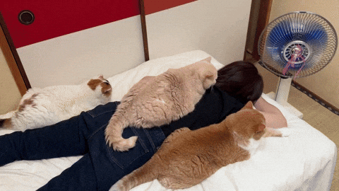 cuteanimalland giphyupload GIF