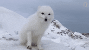 national geographic fox GIF by Nat Geo Wild