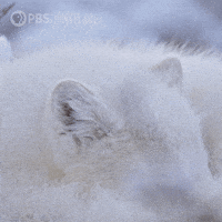 Pbs Nature Fox GIF by Nature on PBS
