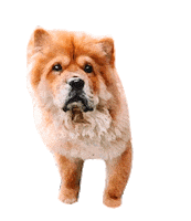 Chowchow Sticker