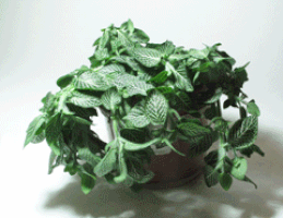 agua plantas GIF