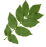 Leaf Leaves Sticker by BeWILDerwood