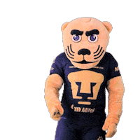 Football Yes Sticker by Pumas MX