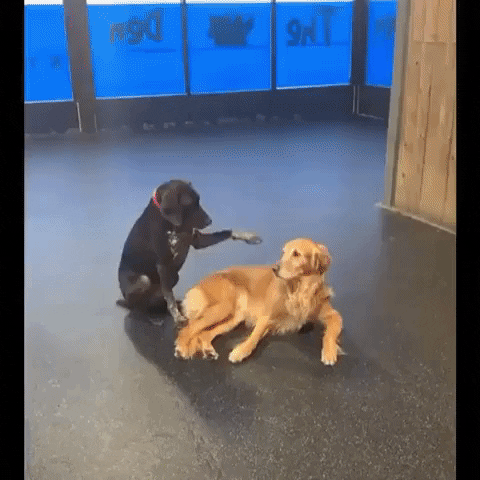 cuteanimalland giphyupload GIF