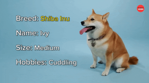 Shiba Inu Dogs GIF by BuzzFeed