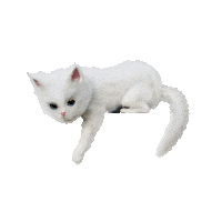 KittenSoftIreland happy cat play kitten Sticker