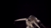 music video mv GIF by Lady Gaga