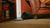 dog puppy GIF by BBC