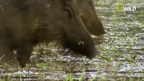 savage kingdom big cat week GIF by Nat Geo Wild 