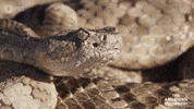 Snake Tongue Out GIF by PBS