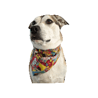 Marvel Comics Sticker by Geekster Pets