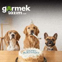 Happy Birthday Party GIF by Görmek Lazım