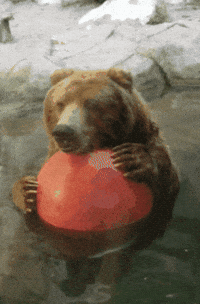 Grizzly Bear Swimming GIF by John Ball Zoo