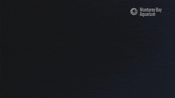 mola mola sunfish GIF by Monterey Bay Aquarium