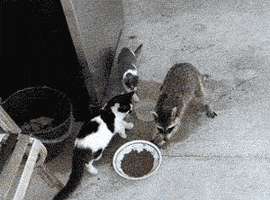 steal GIF