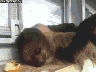 apples sloths GIF by Cheezburger