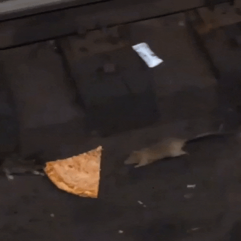 RavenVonBathory giphygifmaker fight pizza rats GIF