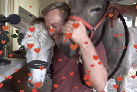 Horse Love GIF by VPRO