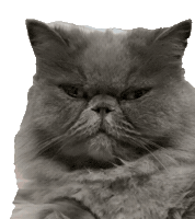Money Cats Sticker