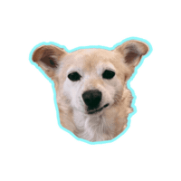Psitwor funny dog funnydog dogface glutenzbiszkopta Sticker