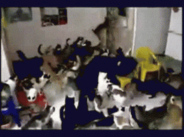 cat pit GIF