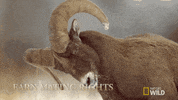 yellowstone GIF by Nat Geo Wild 