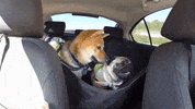 Shiba Inu Dogs GIF by adridreal