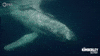 Marine Life Ocean GIF by PBS