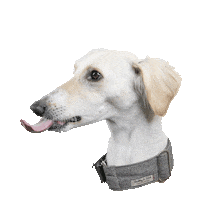 Dog Tongue Sticker by tails.com