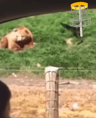 alejandrobanales giphygifmaker giphyattribution bear disc GIF