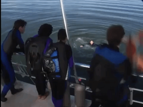 the mystery files of shelby woo nicksplat GIF
